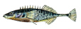 9stachl. Stichling