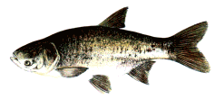 Marmorfisch