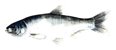 Silberfisch