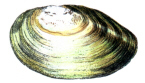 Abgeplattete Teichmuschel