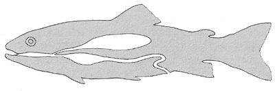 Schwimmblase einkammerig