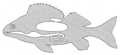 Schwimmblase einkammerig