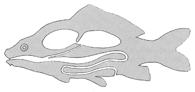 Schwimmblase einkammerig