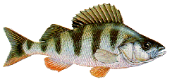 Barsch
